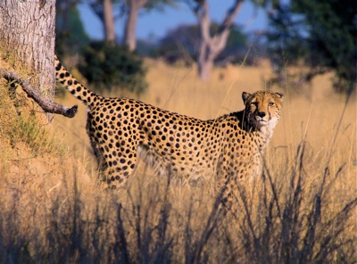 WID_4837.1.Cheetah
